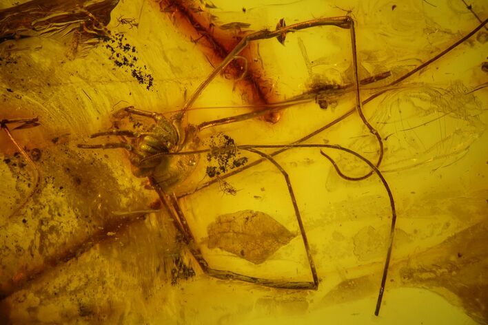 Detailed Fossil Daddy Longleg and Fly in Baltic Amber #163464